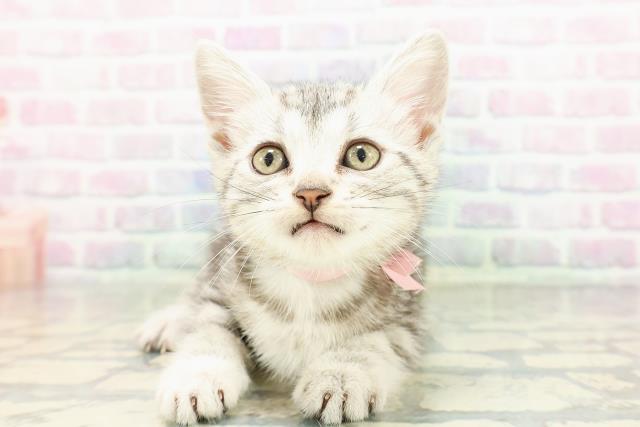 東京都のアメリカンショートヘアー (Coo&RIKU大久保店/2026年3月8日生まれ/女の子/シルバータビー)の子猫の1枚目の画像