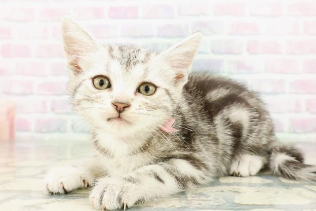 東京都のアメリカンショートヘアー (Coo&RIKU大久保店/2026年3月8日生まれ/女の子/シルバータビー)の子猫の2枚目の画像