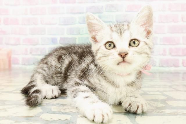 東京都のアメリカンショートヘアー (Coo&RIKU大久保店/2026年3月8日生まれ/女の子/シルバータビー)の子猫の3枚目の画像