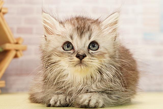 三重県のラガマフィン (Coo&RIKU四日市店/2026年3月9日生まれ/男の子/シルバータビーホワイト)の子猫の1枚目の画像