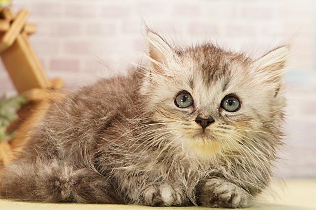 三重県のラガマフィン (Coo&RIKU四日市店/2026年3月9日生まれ/男の子/シルバータビーホワイト)の子猫の2枚目の画像