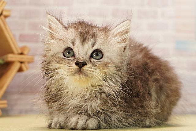 三重県のラガマフィン (Coo&RIKU四日市店/2026年3月9日生まれ/男の子/シルバータビーホワイト)の子猫の3枚目の画像