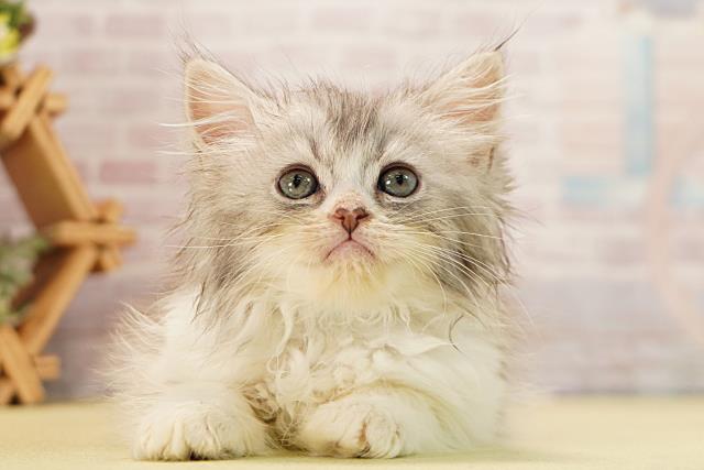 三重県のラガマフィン (Coo&RIKU津高茶屋店/2026年3月9日生まれ/男の子/ブルータビーホワイト)の子猫の1枚目の画像