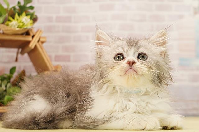 三重県のラガマフィン (Coo&RIKU津高茶屋店/2026年3月9日生まれ/男の子/ブルータビーホワイト)の子猫の2枚目の画像
