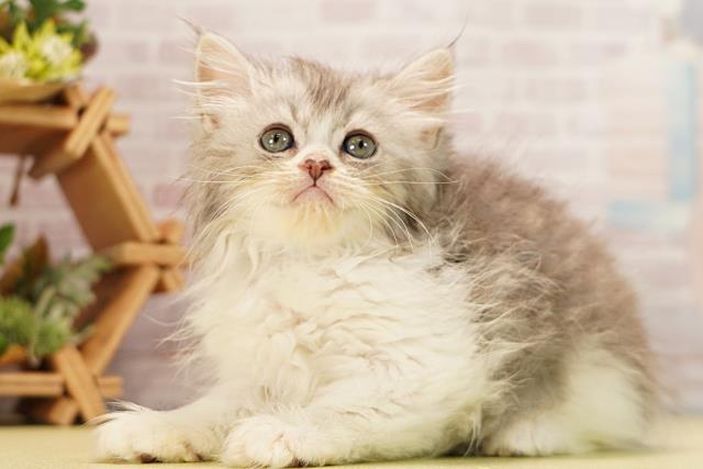 三重県のラガマフィン (Coo&RIKU津高茶屋店/2026年3月9日生まれ/男の子/ブルータビーホワイト)の子猫の3枚目の画像