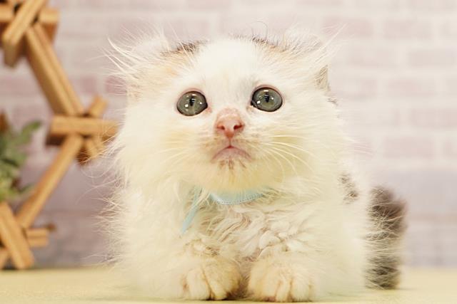 三重県のアメリカンカール (Coo&RIKU四日市店/2026年3月5日生まれ/男の子/ブラウンタビーホワイト)の子猫
