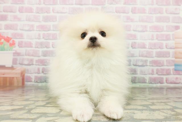 茨城県のポメラニアン (Coo&RIKU石岡店/2026年3月4日生まれ/男の子/クリーム)の子犬