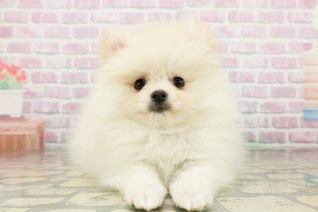茨城県のポメラニアン (Coo&RIKU水戸店/2026年3月4日生まれ/女の子/クリーム)の子犬