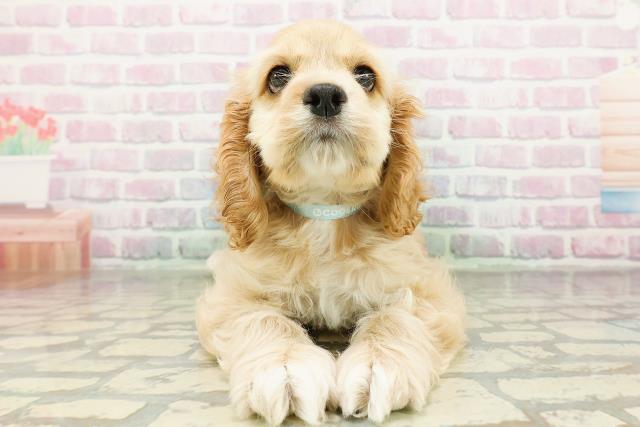 埼玉県のアメリカンコッカースパニエル (Coo&RIKU春日部店/2026年3月8日生まれ/男の子/バフ)の子犬の1枚目の画像