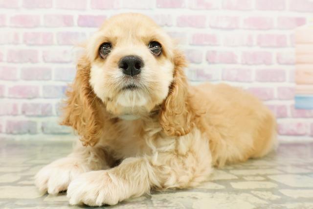 埼玉県のアメリカンコッカースパニエル (Coo&RIKU春日部店/2026年3月8日生まれ/男の子/バフ)の子犬の2枚目の画像