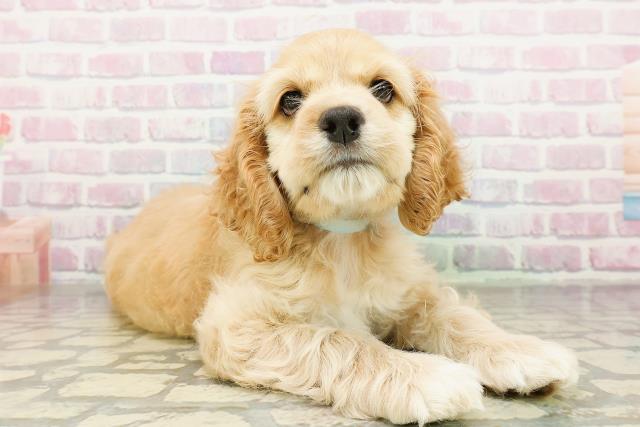 埼玉県のアメリカンコッカースパニエル (Coo&RIKU春日部店/2026年3月8日生まれ/男の子/バフ)の子犬の3枚目の画像