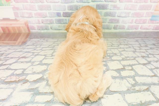 埼玉県のアメリカンコッカースパニエル (Coo&RIKU春日部店/2026年3月8日生まれ/男の子/バフ)の子犬の4枚目の画像