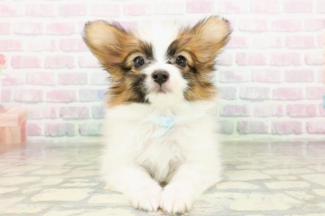 東京都のパピヨン (Coo&RIKU東久留米店/2026年3月2日生まれ/男の子/ホワイトブラウン)の子犬の1枚目の画像