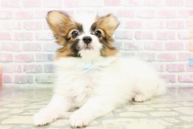 東京都のパピヨン (Coo&RIKU東久留米店/2026年3月2日生まれ/男の子/ホワイトブラウン)の子犬の2枚目の画像