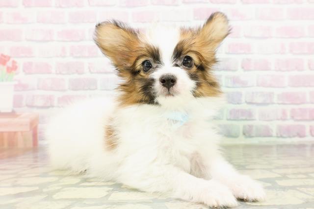 東京都のパピヨン (Coo&RIKU東久留米店/2026年3月2日生まれ/男の子/ホワイトブラウン)の子犬の3枚目の画像