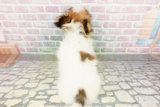 東京都のパピヨン (Coo&RIKU東久留米店/2026年3月2日生まれ/男の子/ホワイトブラウン)の子犬の4枚目の画像