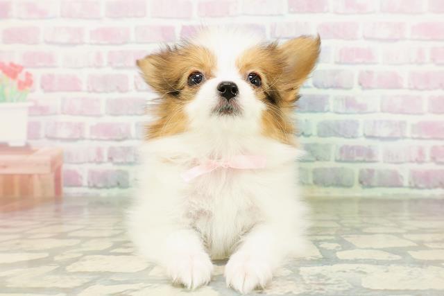 パピヨン