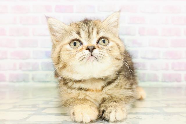 エキゾチック