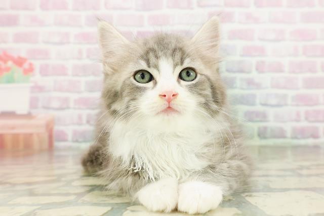 東京都のラガマフィン (Coo&RIKU赤坂店/2026年3月10日生まれ/男の子/ブルータビーホワイト)の子猫