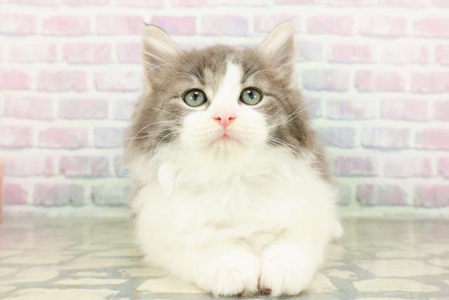 千葉県のラガマフィン (Coo&RIKU流山店/2026年3月10日生まれ/男の子/ブルータビーホワイト)の子猫の1枚目の画像