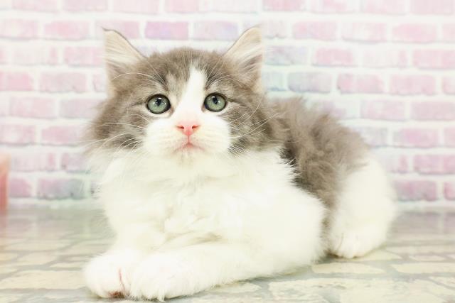 千葉県のラガマフィン (Coo&RIKU流山店/2026年3月10日生まれ/男の子/ブルータビーホワイト)の子猫の2枚目の画像