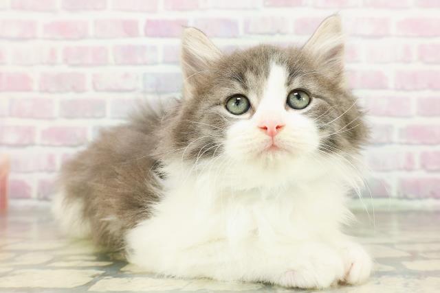 千葉県のラガマフィン (Coo&RIKU流山店/2026年3月10日生まれ/男の子/ブルータビーホワイト)の子猫の3枚目の画像