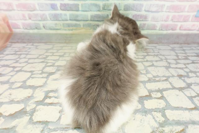 千葉県のラガマフィン (Coo&RIKU流山店/2026年3月10日生まれ/男の子/ブルータビーホワイト)の子猫の4枚目の画像