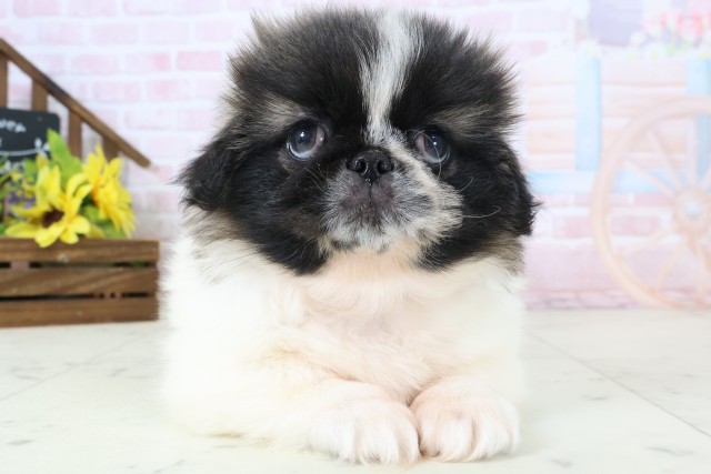 鹿児島県のペキニーズ (Coo&RIKU鹿児島店/2026年3月10日生まれ/女の子/フォーンホワイト)の子犬