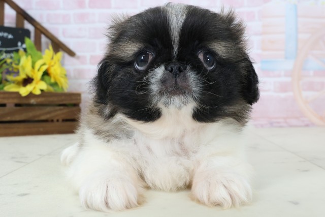 熊本県のペキニーズ (Coo&RIKUイオンモール宇城店/2026年3月10日生まれ/女の子/フォーンホワイト)の子犬