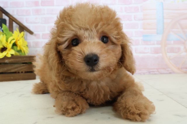 熊本県のトイプードル(トイ) (Coo&RIKU熊本店/2026年3月11日生まれ/男の子/クリーム)の子犬