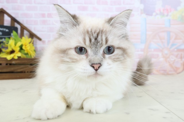 福岡県のキンカロー (Coo&RIKU福岡東店/2025年5月17日生まれ/男の子/ブルーリンクスポイント)の子猫