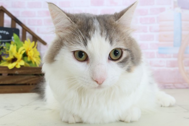 熊本県のミヌエット (Coo&RIKU熊本店/2025年8月15日生まれ/男の子/ブラウンタビーホワイト)の子猫