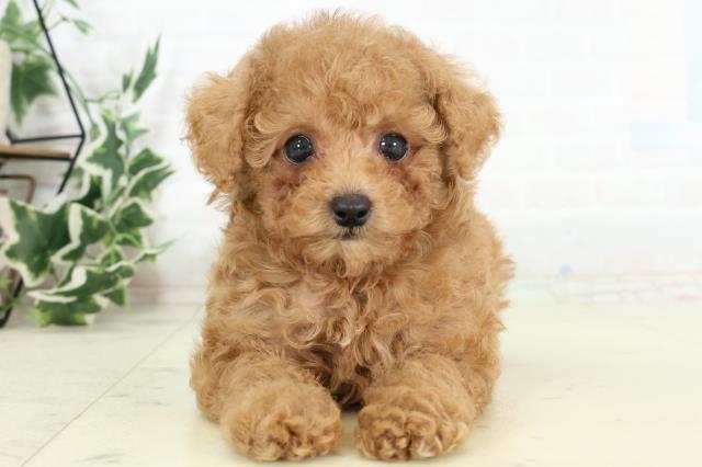 福岡県のトイプードル(トイ) (Coo&RIKU筑後店/2026年3月10日生まれ/男の子/アプリコット)の子犬