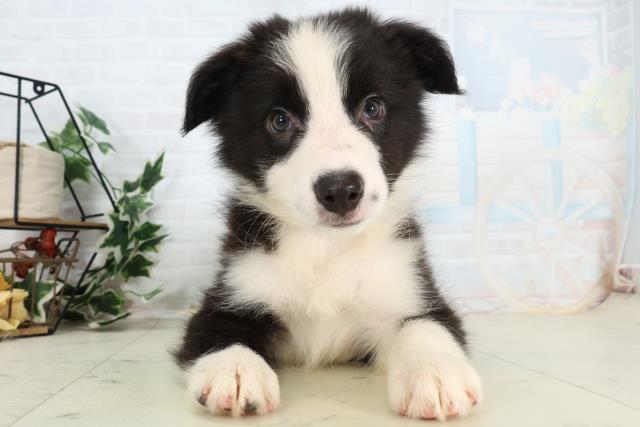 熊本県のボーダーコリー (Coo&RIKUカリーノ玉名店/2026年3月3日生まれ/男の子/ブラックホワイト)の子犬