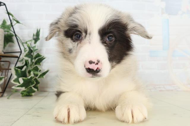 福岡県のボーダーコリー (Coo&RIKU行橋店/2026年3月3日生まれ/男の子/ブルーマール)の子犬