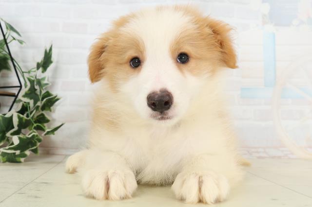 福岡県のボーダーコリー (Coo&RIKU福岡西店/2026年3月3日生まれ/男の子/レッドホワイト)の子犬