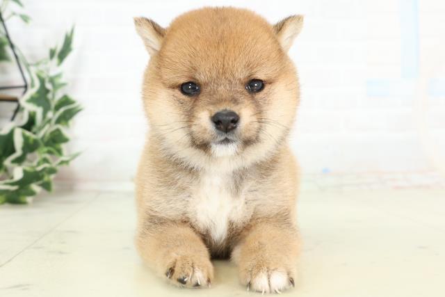 熊本県の豆柴 (Coo&RIKU宇土シティモール店/2026年3月9日生まれ/女の子/赤)の子犬