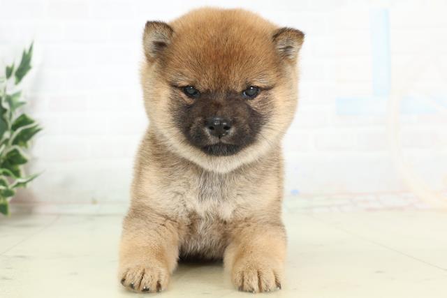 福岡県の豆柴 (Coo&RIKU筑後店/2026年3月9日生まれ/女の子/赤)の子犬