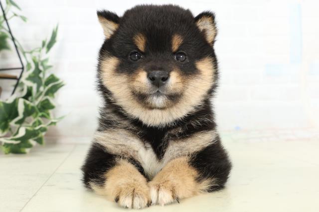 福岡県の豆柴 (Coo&RIKU小倉店/2026年3月9日生まれ/男の子/黒)の子犬