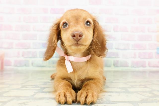 東京都のカニンヘンダックスフンド(ロング) (Coo&RIKU東久留米店/2026年3月8日生まれ/女の子/レッド)の子犬の1枚目の画像