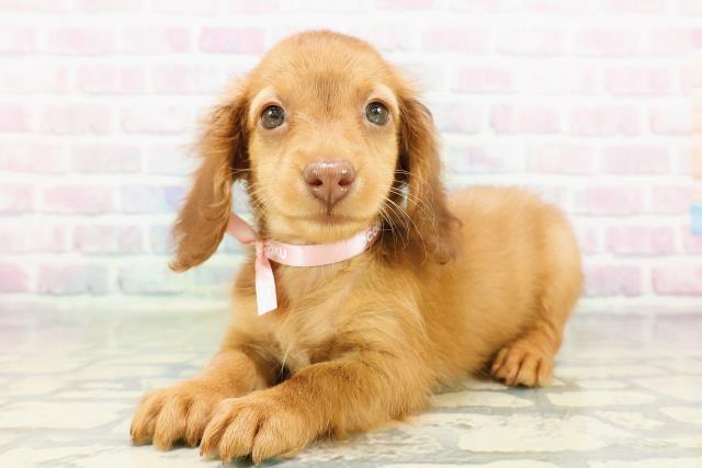 東京都のカニンヘンダックスフンド(ロング) (Coo&RIKU東久留米店/2026年3月8日生まれ/女の子/レッド)の子犬の2枚目の画像