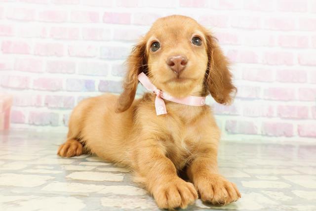 東京都のカニンヘンダックスフンド(ロング) (Coo&RIKU東久留米店/2026年3月8日生まれ/女の子/レッド)の子犬の3枚目の画像