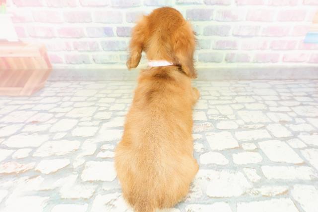 東京都のカニンヘンダックスフンド(ロング) (Coo&RIKU東久留米店/2026年3月8日生まれ/女の子/レッド)の子犬の4枚目の画像