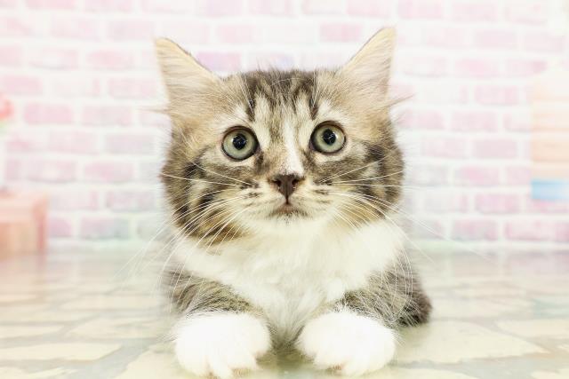 東京都のラガマフィン (Coo&RIKU広尾店/2026年3月9日生まれ/男の子/ブラウンタビーホワイト)の子猫の1枚目の画像