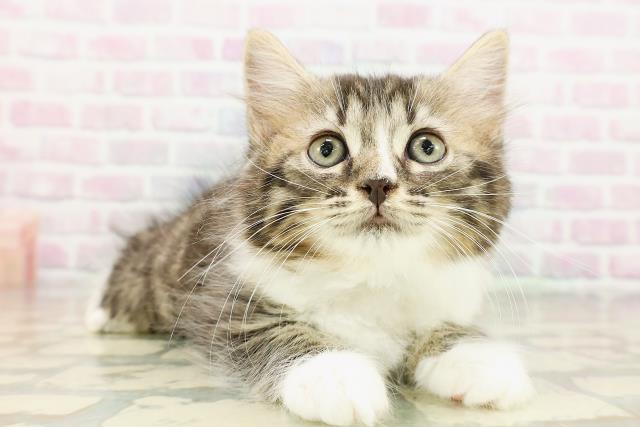東京都のラガマフィン (Coo&RIKU広尾店/2026年3月9日生まれ/男の子/ブラウンタビーホワイト)の子猫の3枚目の画像