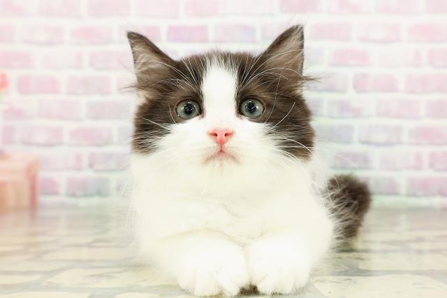 東京都のラガマフィン (Coo&RIKU新宿三丁目店/2026年3月9日生まれ/男の子/ブラックホワイト)の子猫