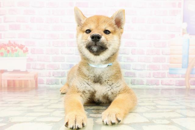 柴犬