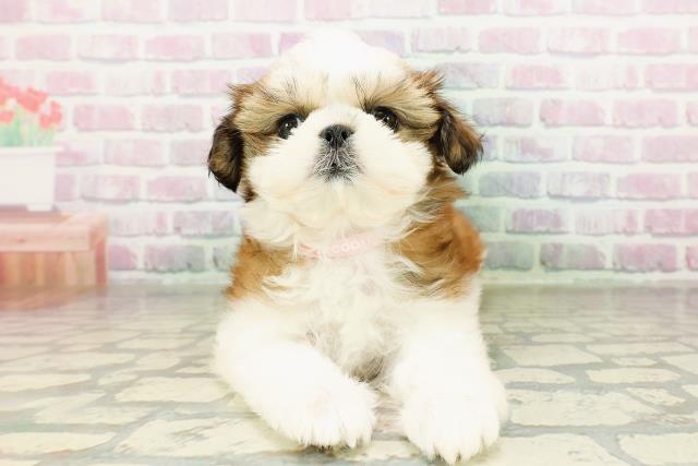 神奈川県のシーズー (Coo&RIKU小田原店/2026年3月10日生まれ/女の子/ゴールドホワイト)の子犬