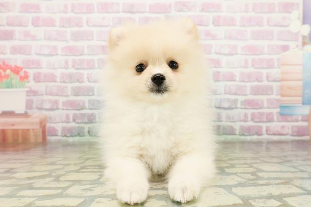 東京都のポメラニアン (Coo&RIKU八王子西店/2026年3月10日生まれ/男の子/クリーム)の子犬