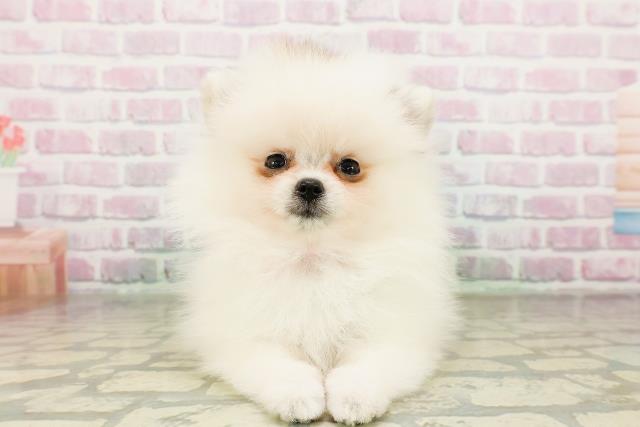 神奈川県のポメラニアン (Coo&RIKU秦野店/2026年3月10日生まれ/女の子/パーティーカラー)の子犬